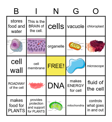 Organelle Bingo Card