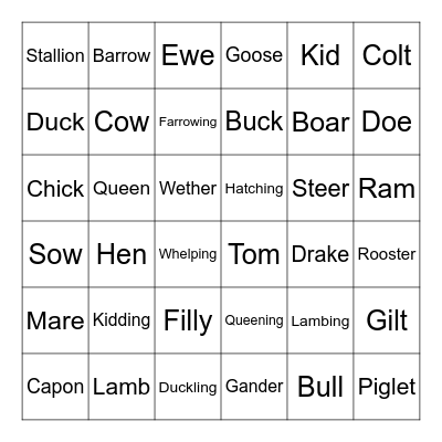 Animal Science Review Bingo Card