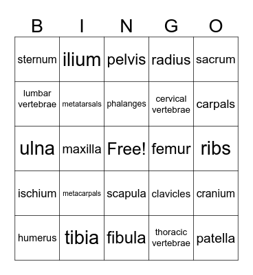 human body: bones Bingo Card