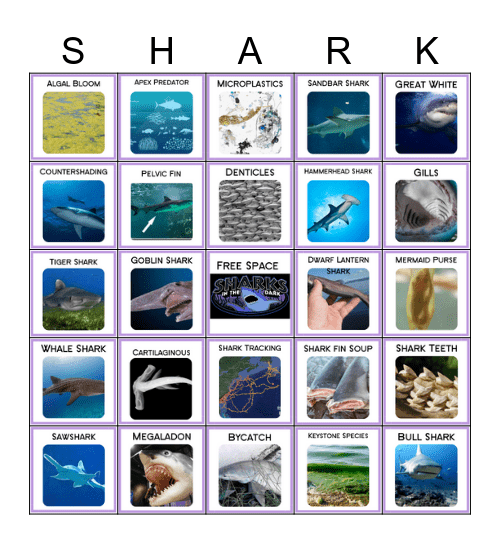Sharks in the Dark Bingo Card