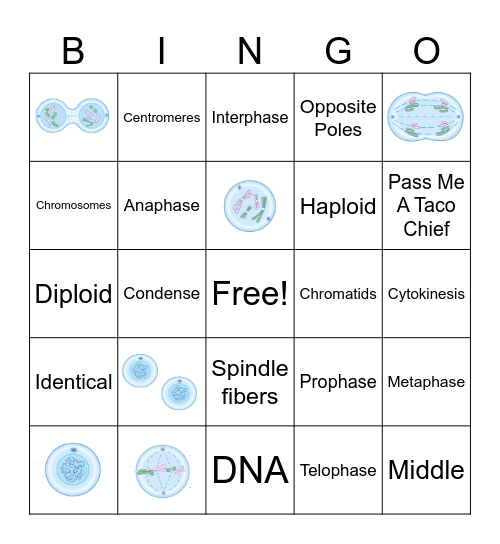 Mitosis Bingo Card