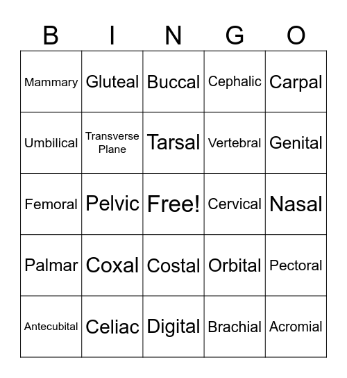 Anatomical Region Bingo Card