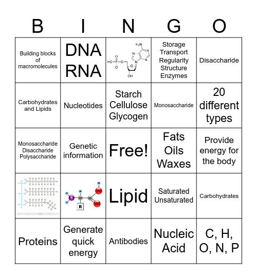 Macromolecules LT Bingo Card