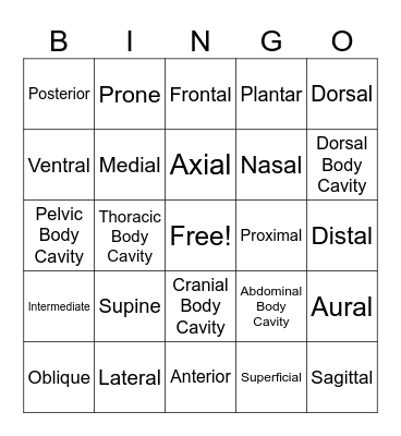 Anatomical Terminology Bingo Card
