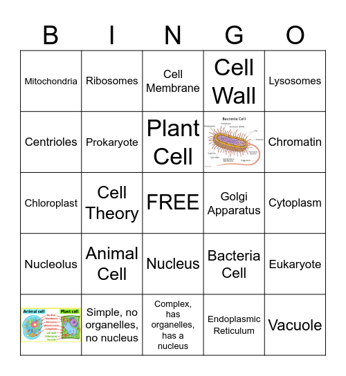 Organelles Bingo Card