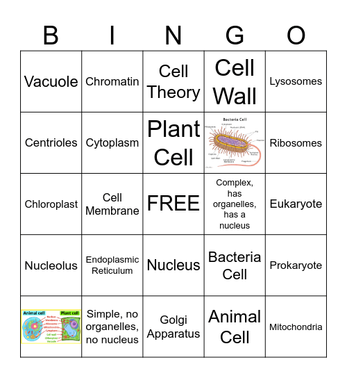 Organelles Bingo Card