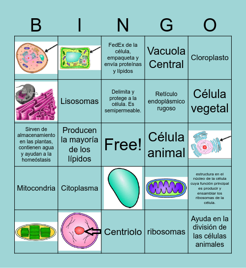 Cell Organelles Bingo Card