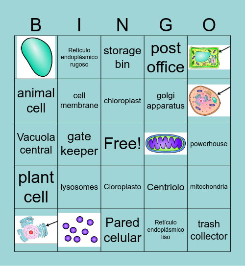 Cell Organelles Bingo Card