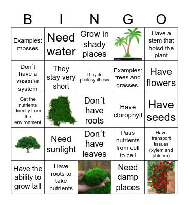 Vascular and Non /Vascular Plants Bingo Card