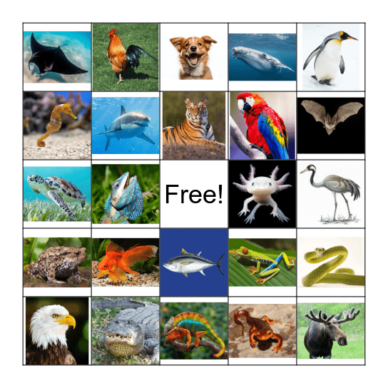 Animal Classification Bingo Card