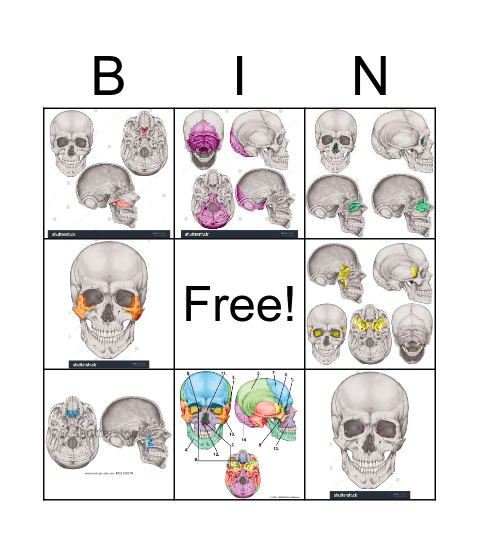 Cranial/Facial bones (Pic.) Bingo Card
