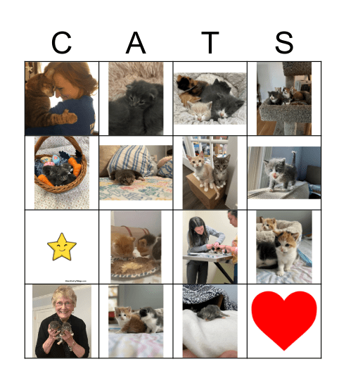 Kitten Bingo Card