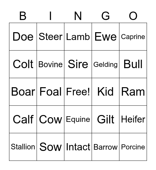 Animal Terms Bingo Card