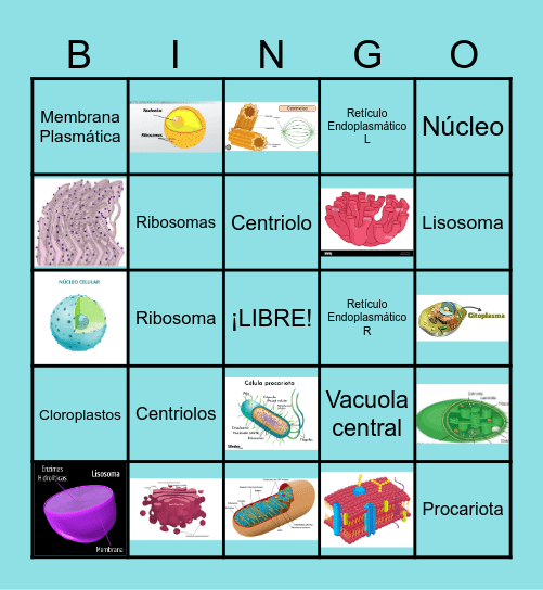 Organelos Bingo Card