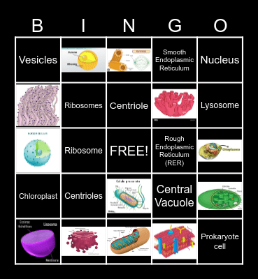 Cell organelles Bingo Card