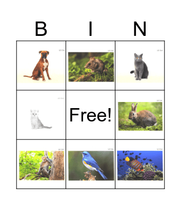 Unit 2 Chapter 4 Pets Bingo Card