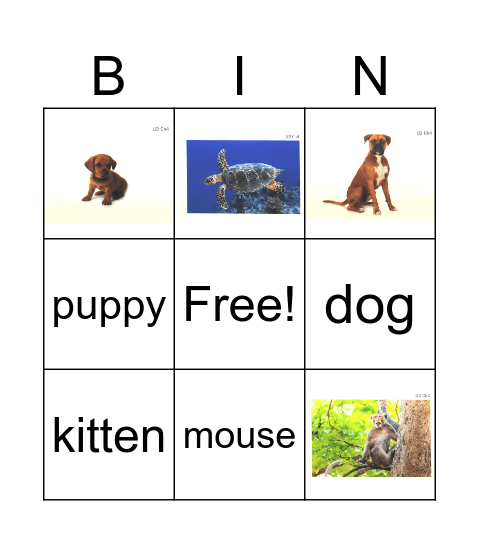 U2Ch4 Pets Bingo Card