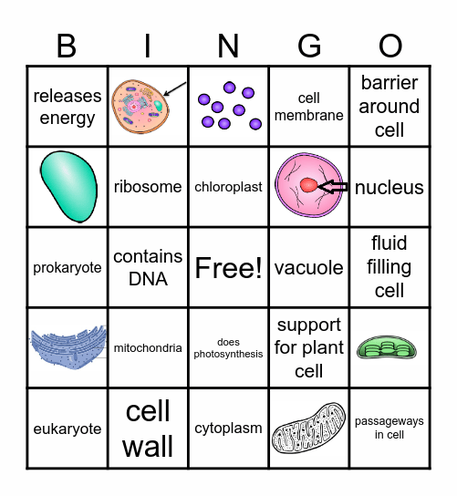 Cell Organelles Bingo Card