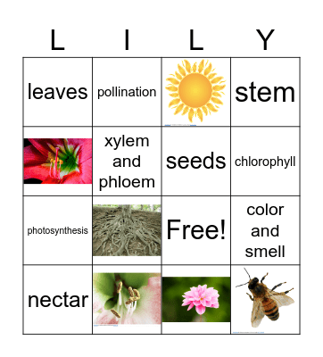 Plant Bingo Card