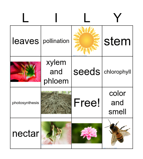 Plant Bingo Card