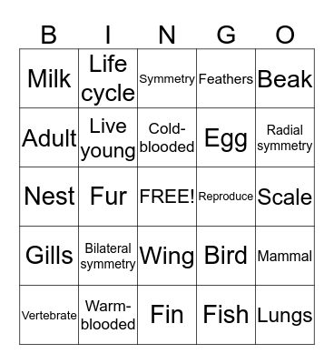 Animal Kingdom Bingo! Bingo Card
