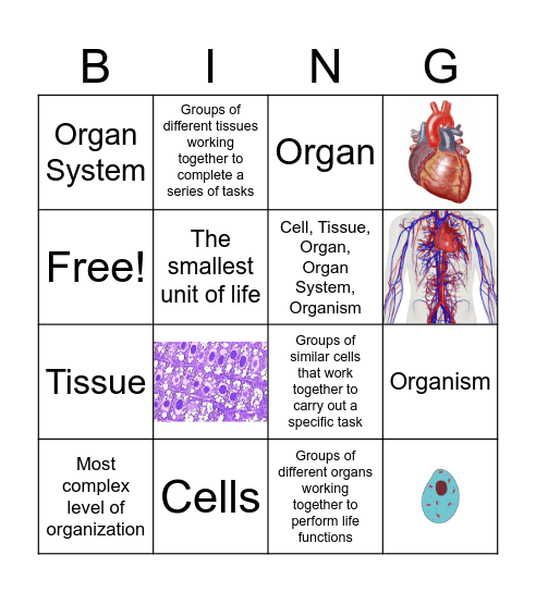 Levels of Organization-Human Body Bingo Card