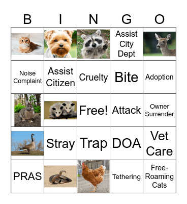 Animal Welfare Bingo Card