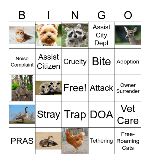 Animal Welfare Bingo Card
