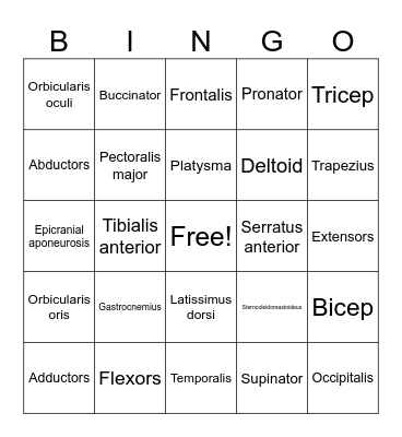 Muscles of the Body Bingo Card