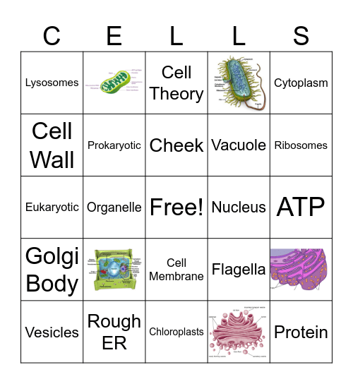 Cell Unit Review Bingo Card