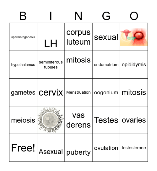 Sexual Reproduction Bingo Card