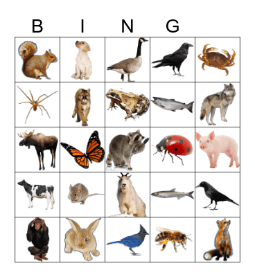Animals Bingo Card