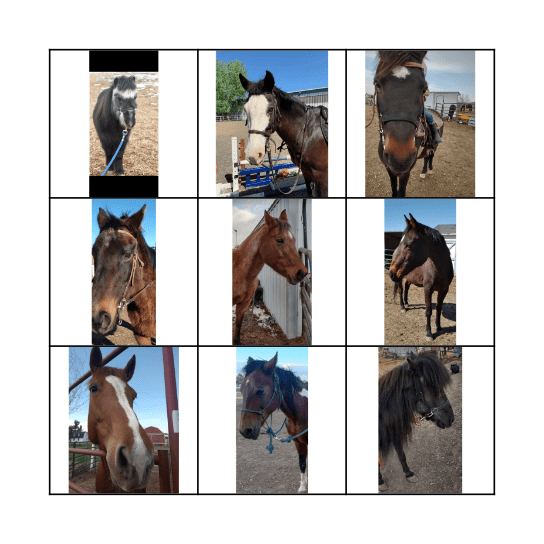 Meet the horses Bingo Card