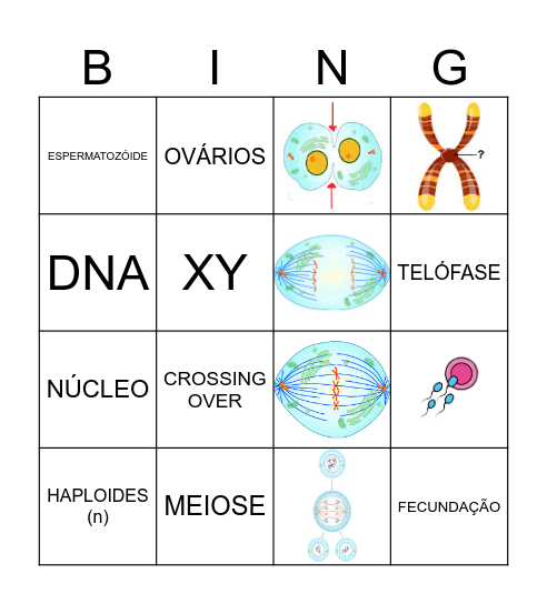 DIVISÃO CELULAR Bingo Card