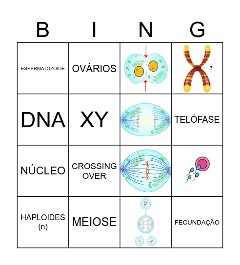 DIVISÃO CELULAR Bingo Card