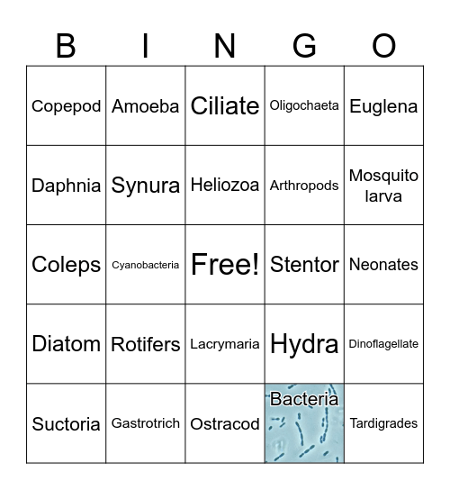 Microbe Bingo Card