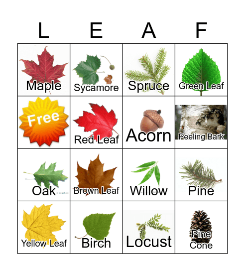 Leaf Bingo Card