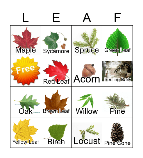 Leaf Bingo Card