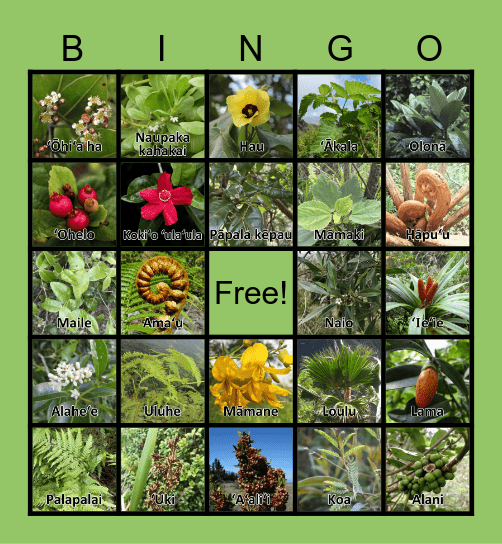 Hawaiian Forest Bingo Card