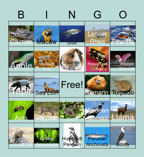 Peruvian Animals Bingo Card
