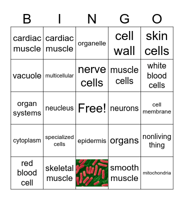 CELLS AND ORGANISMS Bingo Card