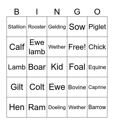 Animal Terms Bingo Card