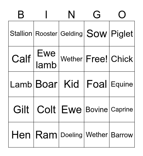 Animal Terms Bingo Card