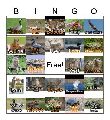 MN Animal Bingo Card