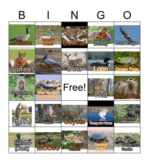 MN Animal Bingo Card