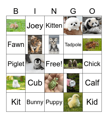 Baby Animal Bingo! Bingo Card