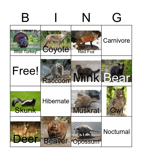 Who am I? Wildlife Bingo Card