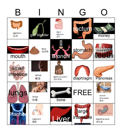 Digestive System Bingo Card