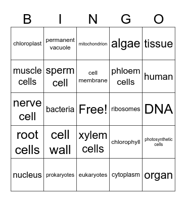Cells and Organisation Bingo Card