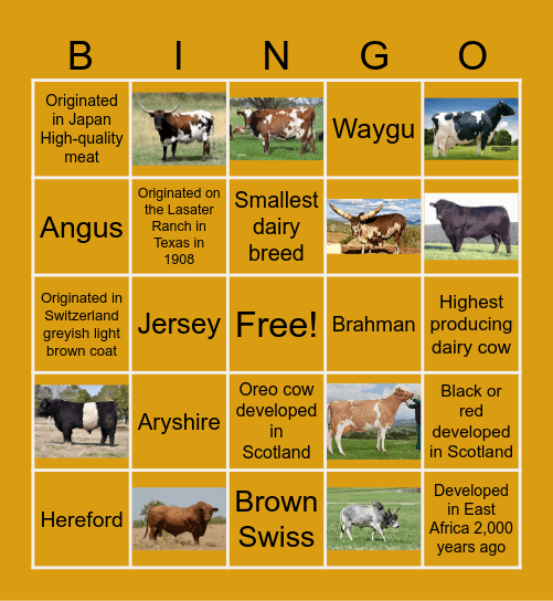 Breeds of Cattle Bingo Card